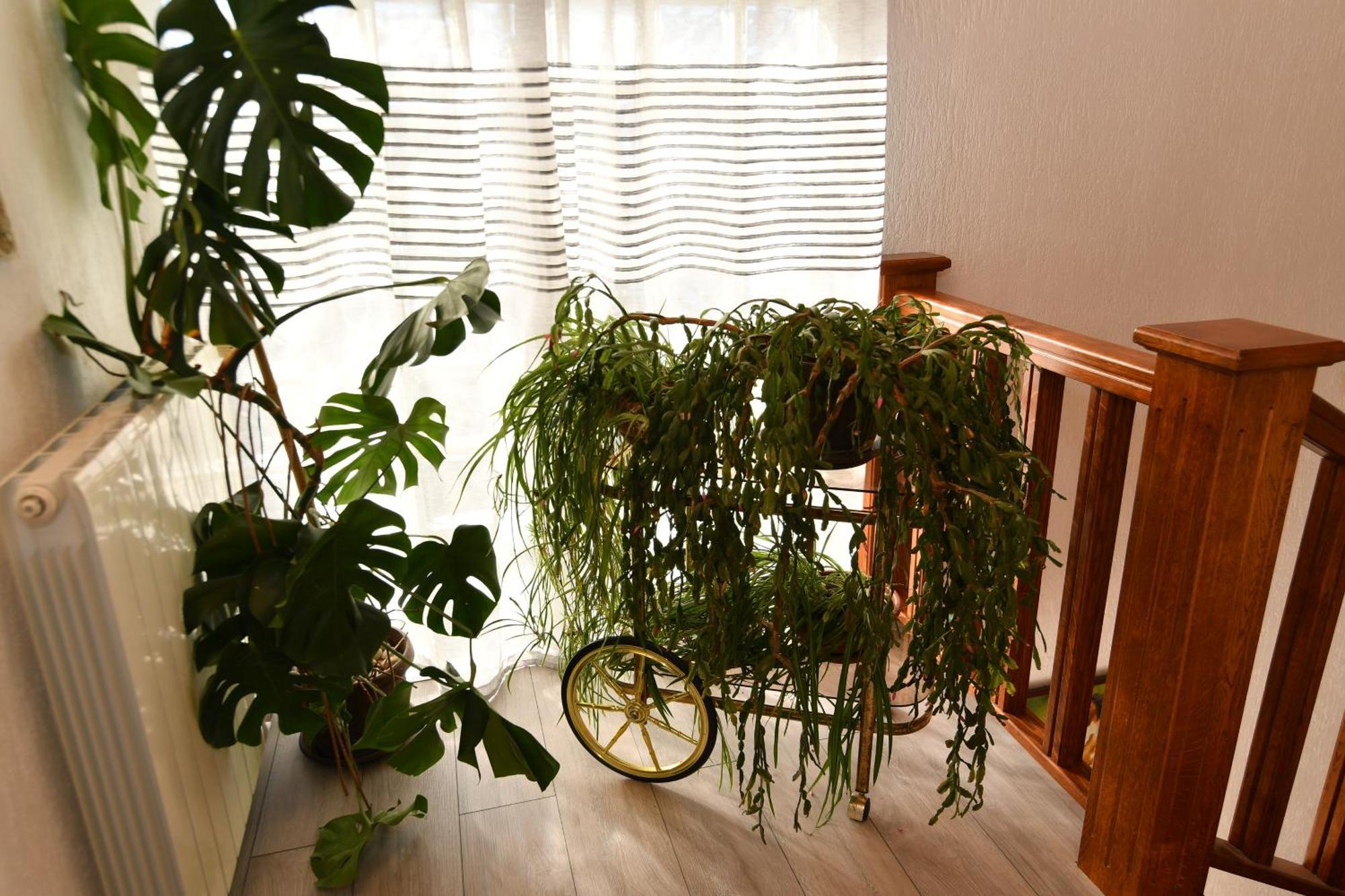Apartments Peric Опатия Екстериор снимка